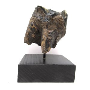 Genuine Pleistocene Age Woolly Rhinoceros Tooth Fossils for Sale from Russia #19