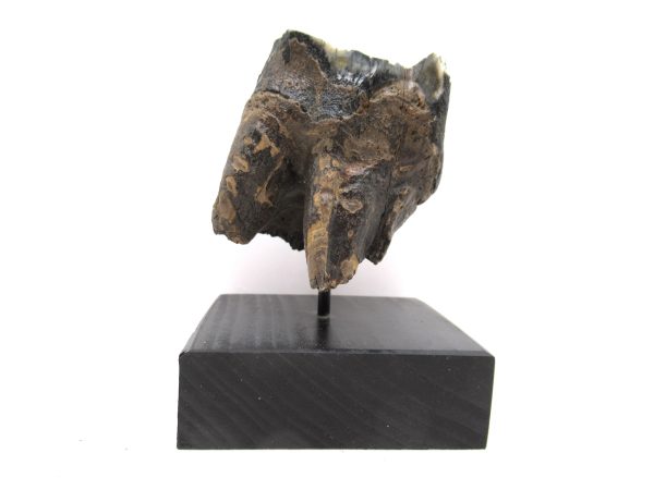 Genuine Pleistocene Age Woolly Rhinoceros Tooth Fossils for Sale from Russia #19