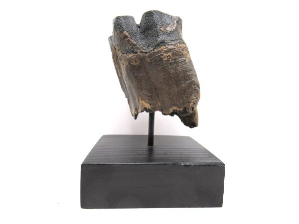 Genuine Pleistocene Age Woolly Rhinoceros Tooth Fossils for Sale from Russia #19c