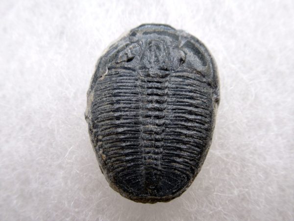 Genuine Cambrian Age Elrathia kingii Trilobite Fossil for Sale from Utah #121