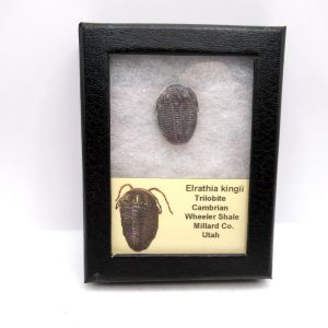 Genuine Cambrian Age Elrathia kingii Trilobite Fossil for Sale from Utah #121a