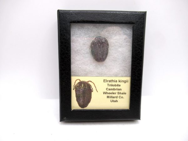 Genuine Cambrian Age Elrathia kingii Trilobite Fossil for Sale from Utah #121a