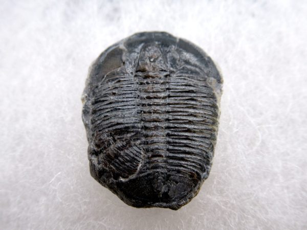 Genuine Cambrian Age Elrathia kingii Trilobite Fossil for Sale from Utah #122