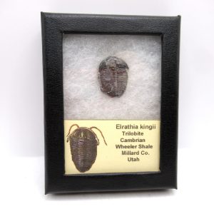 Genuine Cambrian Age Elrathia kingii Trilobite Fossil for Sale from Utah #122a