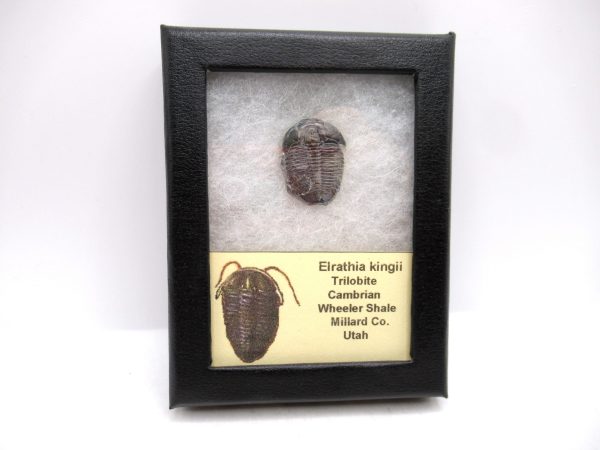 Genuine Cambrian Age Elrathia kingii Trilobite Fossil for Sale from Utah #122a