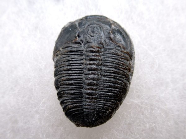 Genuine Cambrian Age Elrathia kingii Trilobite Fossil for Sale from Utah #123