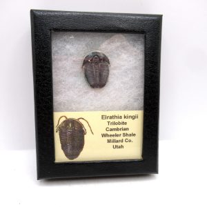 Genuine Cambrian Age Elrathia kingii Trilobite Fossil for Sale from Utah #124a