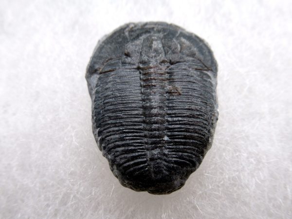 Genuine Cambrian Age Elrathia kingii Trilobite Fossil for Sale from Utah #125