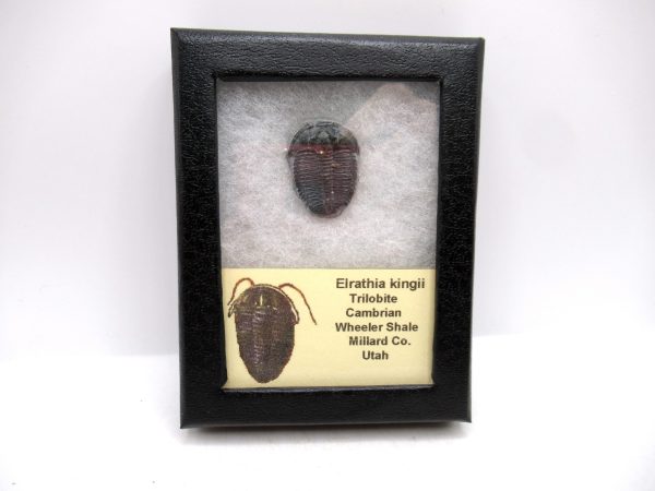 Genuine Cambrian Age Elrathia kingii Trilobite Fossil for Sale from Utah #125a