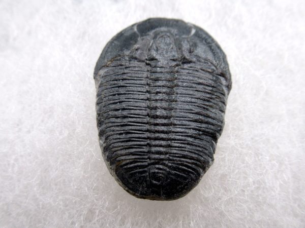 Genuine Cambrian Age Elrathia kingii Trilobite Fossil for Sale from Utah #126