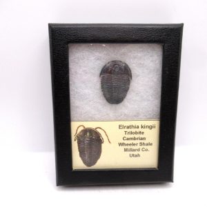 Genuine Cambrian Age Elrathia kingii Trilobite Fossil for Sale from Utah #126a