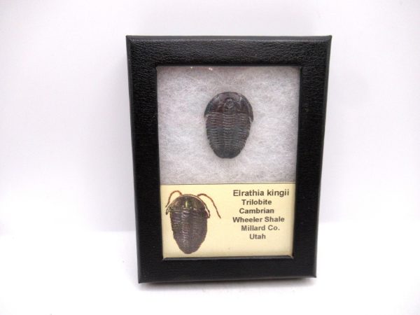 Genuine Cambrian Age Elrathia kingii Trilobite Fossil for Sale from Utah #126a