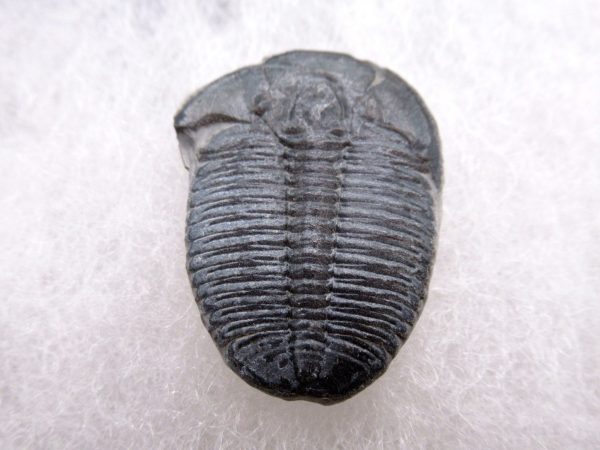 Genuine Cambrian Age Elrathia kingii Trilobite Fossil for Sale from Utah #127