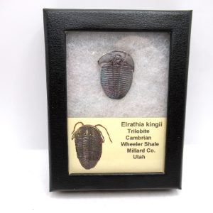 Genuine Cambrian Age Elrathia kingii Trilobite Fossil for Sale from Utah #127a