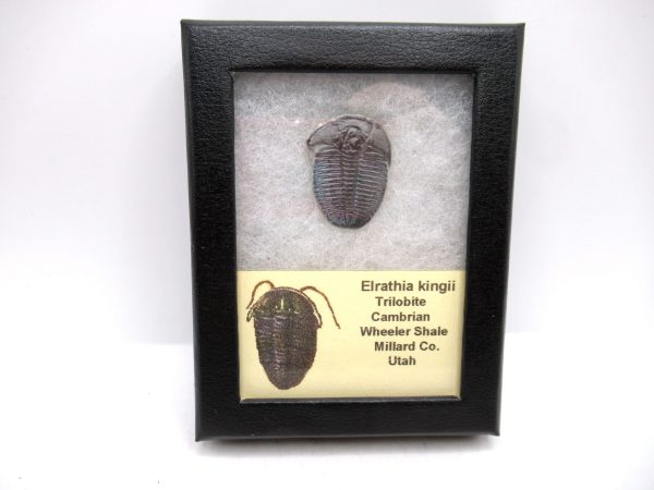 Genuine Cambrian Age Elrathia kingii Trilobite Fossil for Sale from Utah #127a