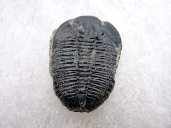 Genuine Cambrian Age Elrathia kingii Trilobite Fossil for Sale from Utah #128