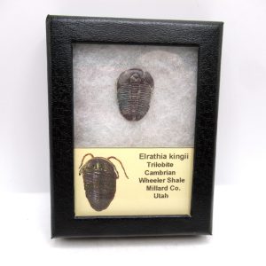 Genuine Cambrian Age Elrathia kingii Trilobite Fossil for Sale from Utah #128a