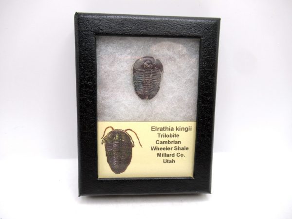 Genuine Cambrian Age Elrathia kingii Trilobite Fossil for Sale from Utah #128a