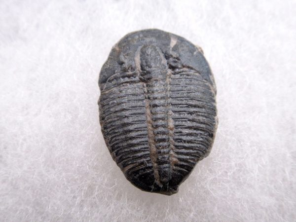 Genuine Cambrian Age Elrathia kingii Trilobite Fossil for Sale from Utah #129