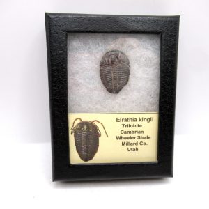 Genuine Cambrian Age Elrathia kingii Trilobite Fossil for Sale from Utah #129a