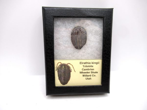 Genuine Cambrian Age Elrathia kingii Trilobite Fossil for Sale from Utah #129a