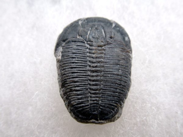 Genuine Cambrian Age Elrathia kingii Trilobite Fossil for Sale from Utah #130