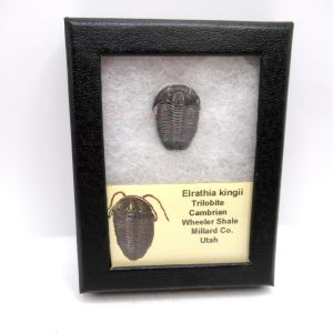 Genuine Cambrian Age Elrathia kingii Trilobite Fossil for Sale from Utah #130a