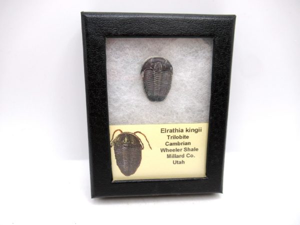 Genuine Cambrian Age Elrathia kingii Trilobite Fossil for Sale from Utah #130a