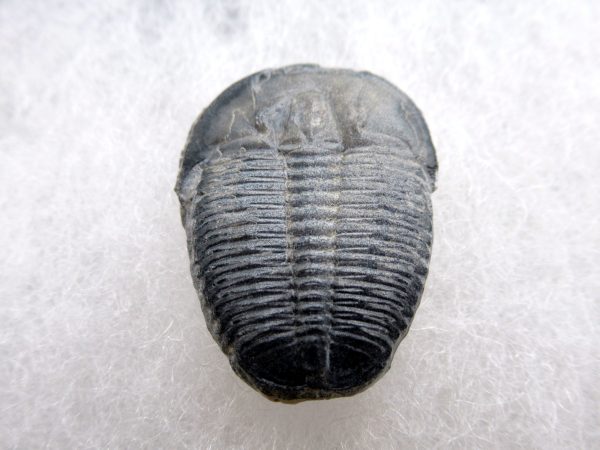 Genuine Cambrian Age Elrathia kingii Trilobite Fossil for Sale from Utah #131