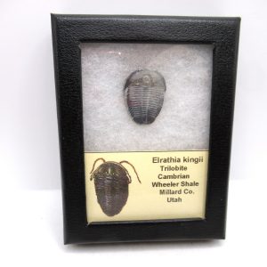 Genuine Cambrian Age Elrathia kingii Trilobite Fossil for Sale from Utah #131a