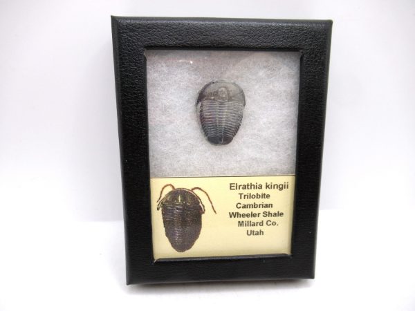 Genuine Cambrian Age Elrathia kingii Trilobite Fossil for Sale from Utah #131a