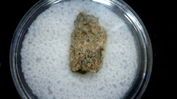 Genuine Trinitite Atomic Bomb Glass in Frame for Sale from New Mexico #74