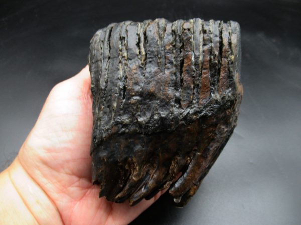 Woolly Mammoth Tooth #16 - Image 2