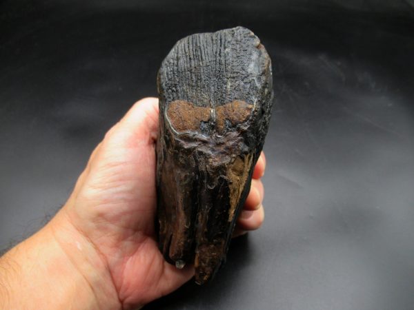 Woolly Mammoth Tooth #16 - Image 6