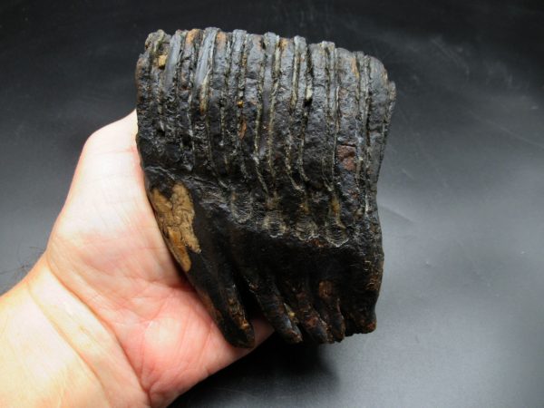 Woolly Mammoth Tooth #16 - Image 5