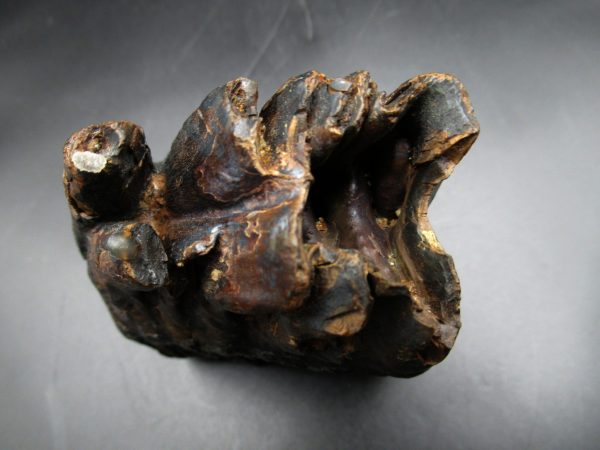 Woolly Mammoth Tooth #16 - Image 3