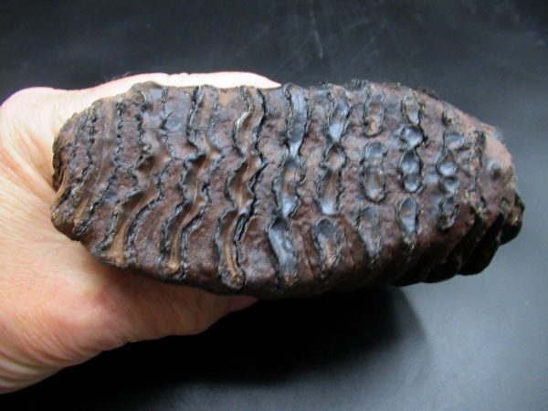 Woolly Mammoth Tooth #17