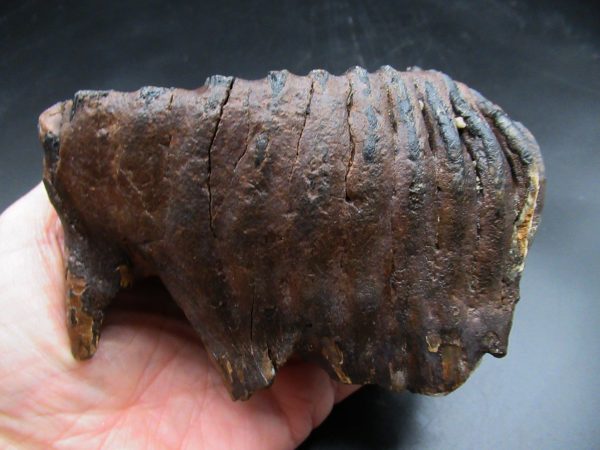 Woolly Mammoth Tooth #17 - Image 2