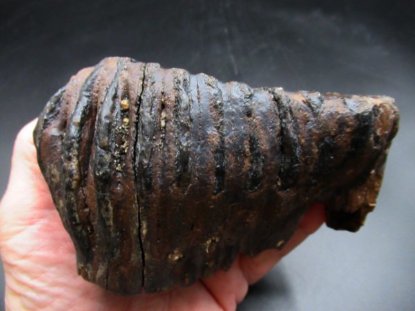 Woolly Mammoth Tooth #17 - Image 5