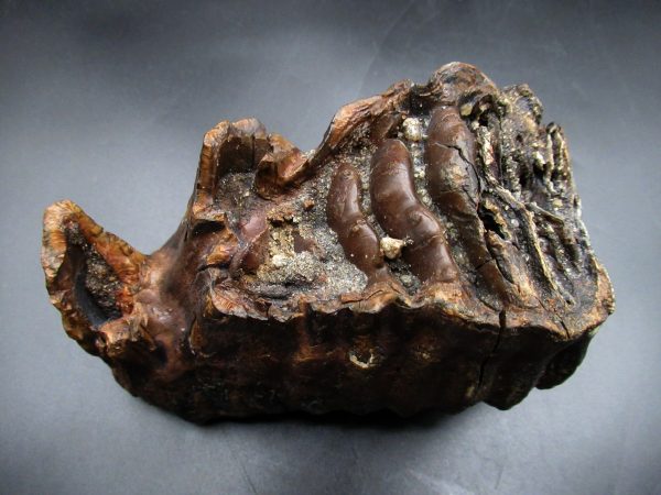 Woolly Mammoth Tooth #17 - Image 3