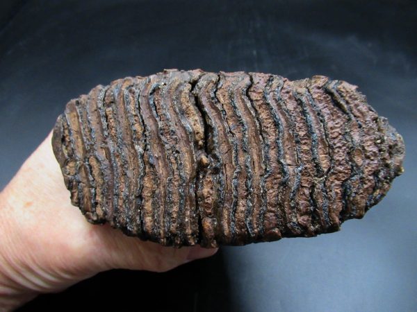 Genuine Ice Age Woolly Mammoth Tooth Fossil for Sale From Alaska #18