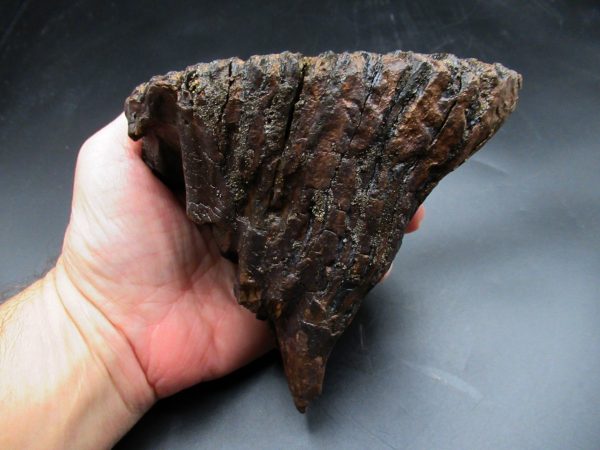 Genuine Ice Age Woolly Mammoth Tooth Fossil for Sale From Alaska #18a
