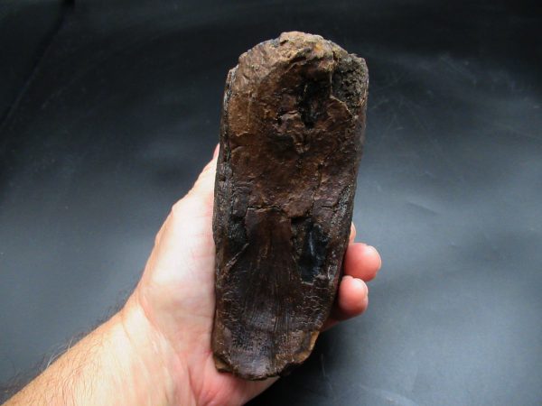 Genuine Ice Age Woolly Mammoth Tooth Fossil for Sale From Alaska #18b