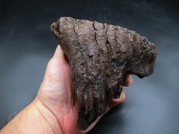Genuine Ice Age Woolly Mammoth Tooth Fossil for Sale From Alaska #18c