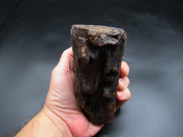 Genuine Ice Age Woolly Mammoth Tooth Fossil for Sale From Alaska #18d