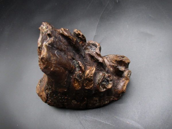 Genuine Ice Age Woolly Mammoth Tooth Fossil for Sale From Alaska #18e