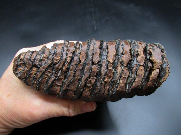 Woolly Mammoth Tooth #19