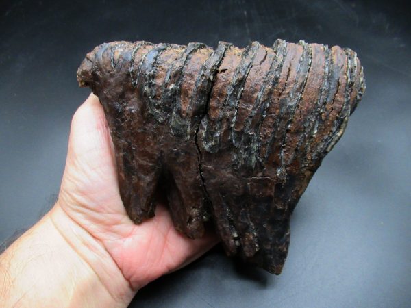 Woolly Mammoth Tooth #19 - Image 2