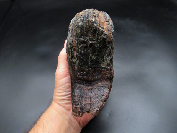 Woolly Mammoth Tooth #19 - Image 6