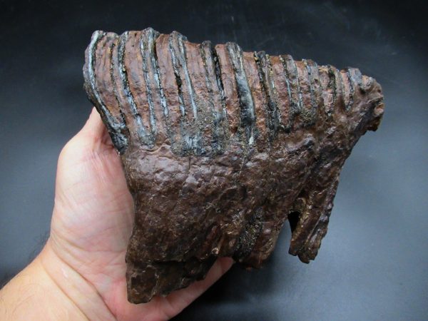 Woolly Mammoth Tooth #19 - Image 5